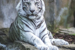White-tiger