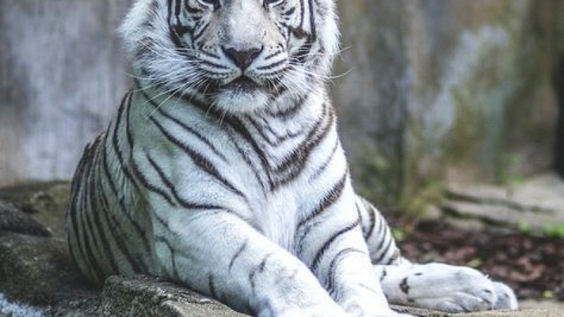 White-tiger